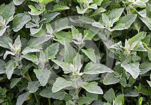 White quinoa Chenopodium album grows in nature