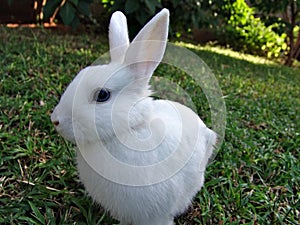 White rabbit