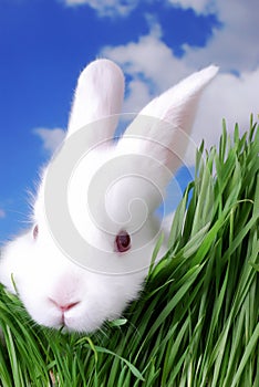 White Rabbit