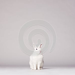 White rabbit