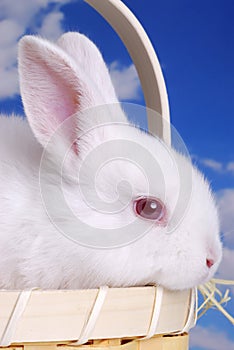 White Rabbit In Basket