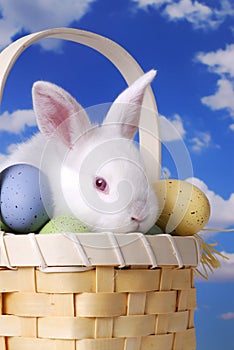 White Rabbit In Basket