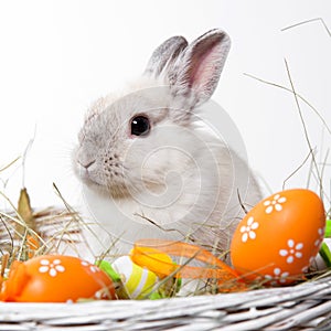 White rabbit in a basket