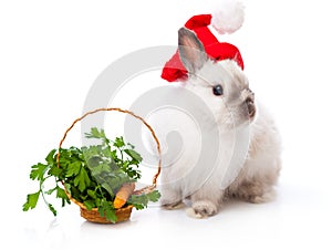 White rabbit and basket with parsley and carrot