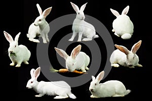 White rabbit on a black background