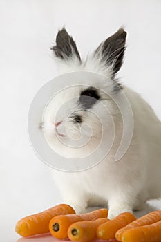 White rabbit with black colored eyes