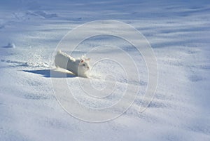 White rabbit/bunny cheerfully scuttling in the snow