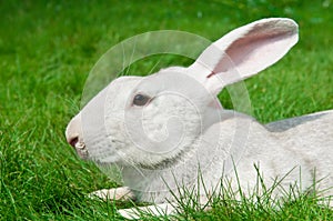 White rabbit bunny on grass