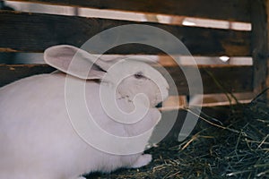 White rabbit in cage eating grass and hay
