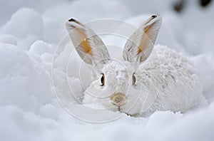 White rabbit camouflaged in snow