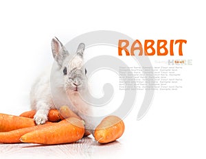 White rabbit and a carrot