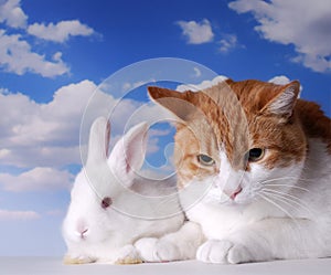 White Rabbit and Cat