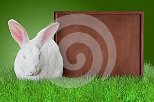 White rabbit and chocolate bar