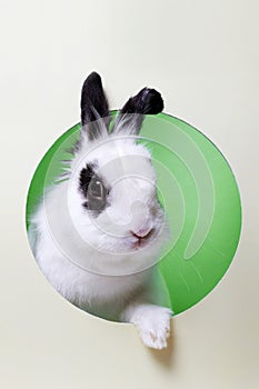 White rabbit in color paper hole. Funny fluffy rabbit