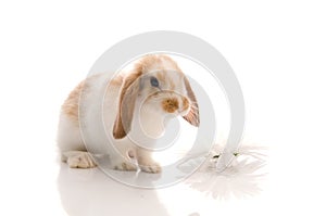 White rabbit with daisy,shoot in the studio