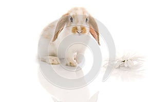White rabbit with daisy,shoot in the studio
