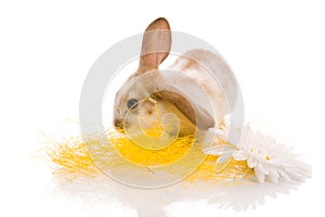 White rabbit with daisy,shoot in the studio