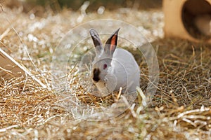 White Rabbit in the dry grass