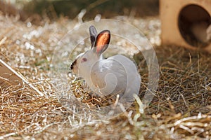 White Rabbit in the dry grass