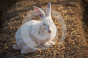 white rabbit on dry grass at sunset in farm