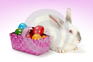 White rabbit with Easter eggs in basket