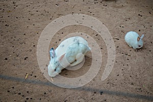 White rabbit eating in stable