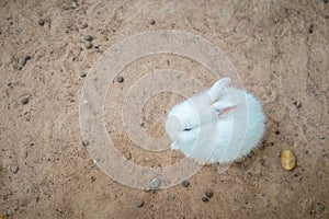 White rabbit eating in stable in zoo