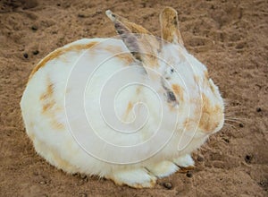 White rabbit eating in stable in zoo