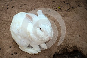 White rabbit eating in stable in zoo