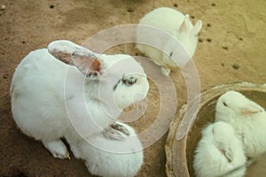 White rabbit eating in stable in zoo