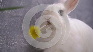 White rabbit eating a yellow dandelion