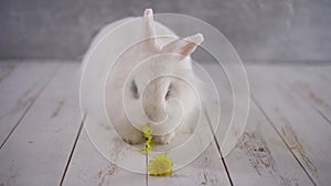 White rabbit eating a yellow dandelion against the grey wall