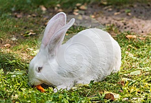 White rabbit enjoying its carrot