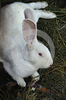 White rabbit on a farm grass