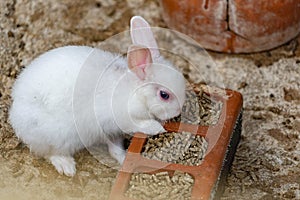 Rabit resting in its abit