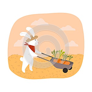 White rabbit farmer carrying picked carrots in wheelbarrow during harvesting