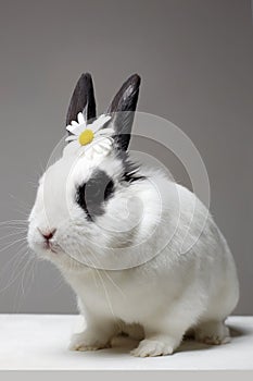 White rabbit with flower on head. Funny fluffy rabbit