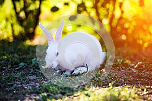 White rabbit in the garden. Fluffy Bunny on green grass, summer time