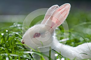 Blanco conejo sobre el césped 