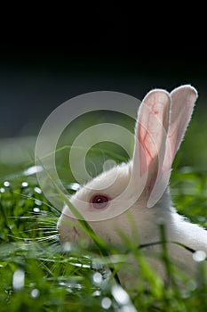 Blanco conejo sobre el césped 