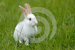 White rabbit on the grass