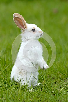 White rabbit on the grass