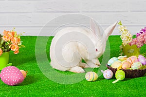 White rabbit on the grass with flowers and a basket