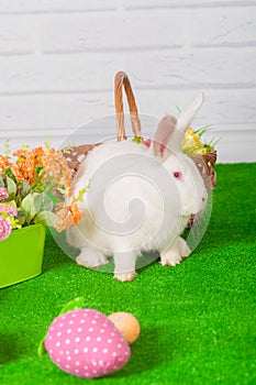 White rabbit on the grass with flowers and a basket