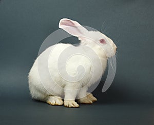 White rabbit on gray background