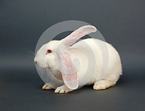 White rabbit on gray background