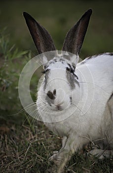 White Rabbit with gray ears