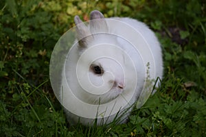 White Rabbit in the Green