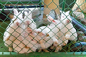 White rabbit in the green cage in zoo Asia Thailand.