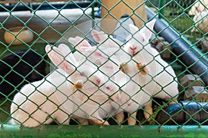 White rabbit in the green cage in zoo Asia Thailand.